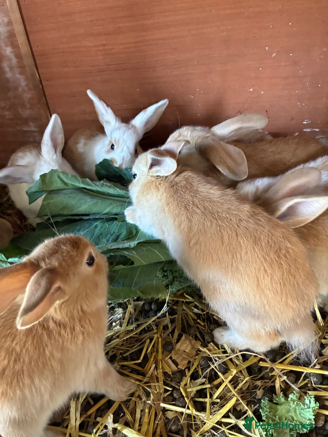 Mixed Breed rabbits for sale: Cute Bunnies - Advert 2