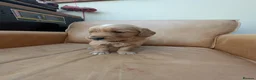 Golden Retriever dogs for sale: golden retriever pups boys - Advert 4
