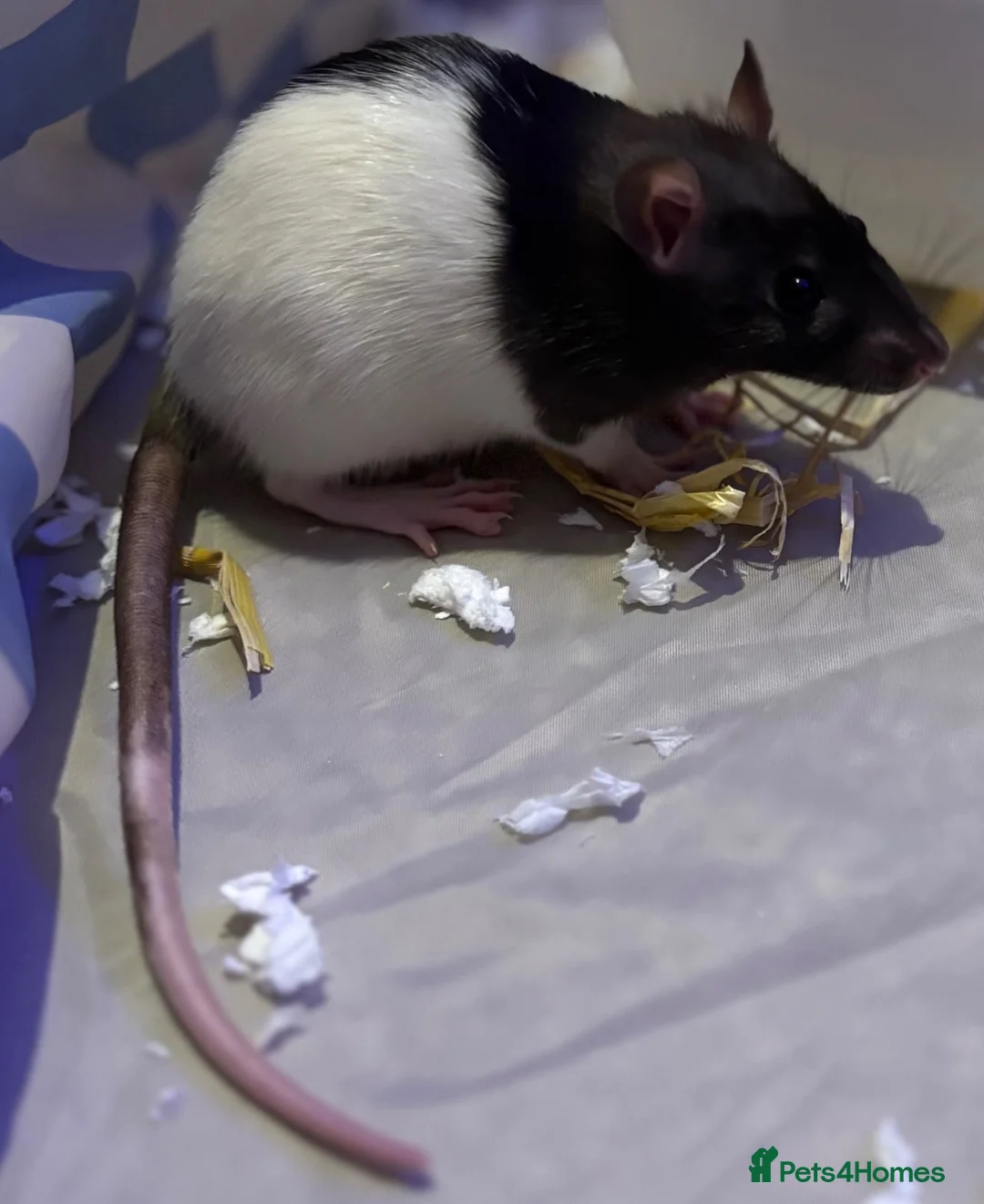 Rat rodents for sale: 2 gorgeous friendly females in Cowdenbeath - Advert 2