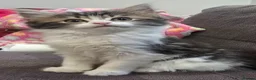Turkish Angora cats for sale: 5 wonderful fur babies (4girls,1boy) in London - Advert 10