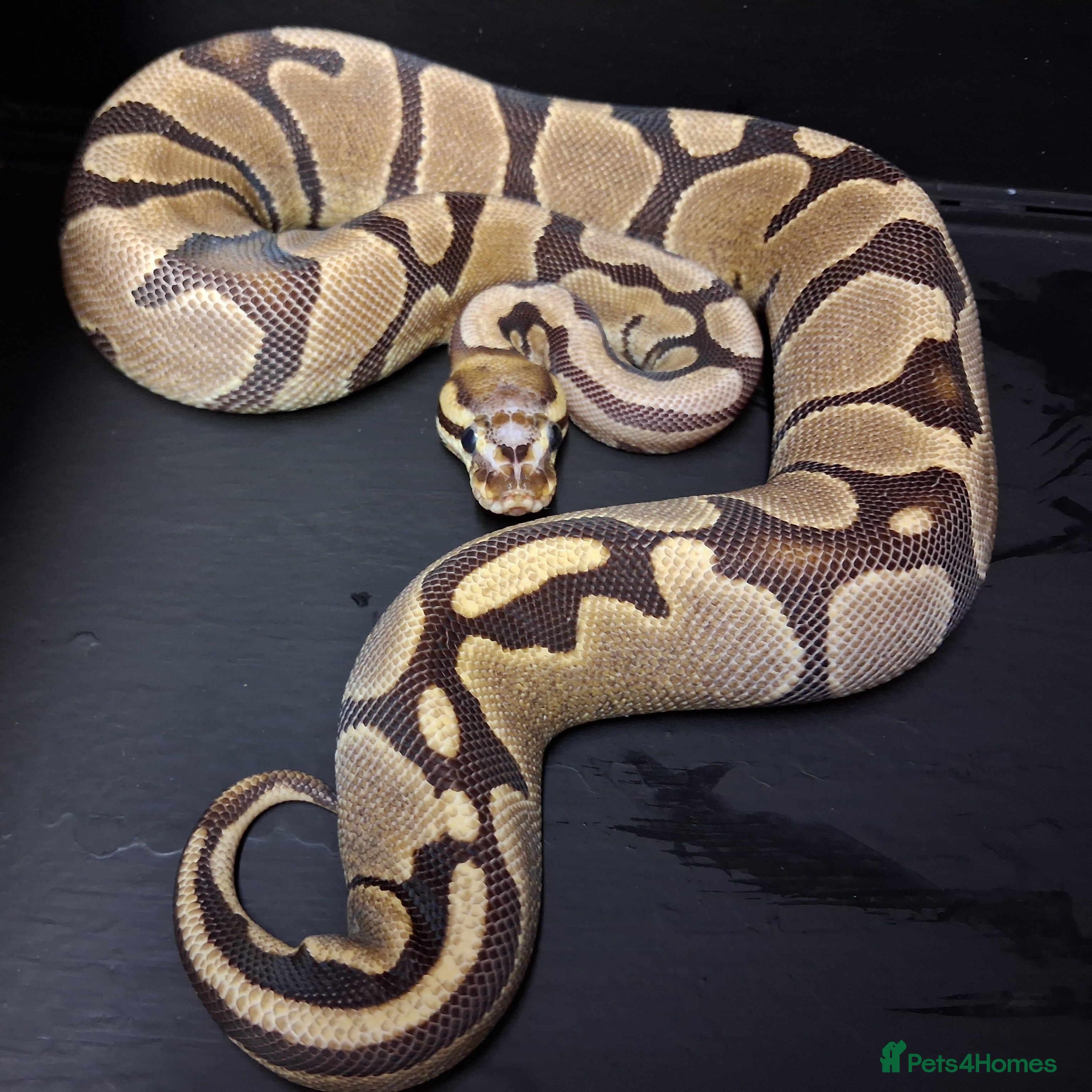 Python Snake reptiles Hatchling Royal Python's Male  - Advert 5