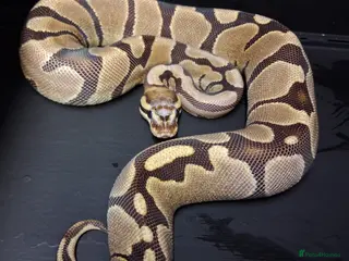 Python Snake reptiles Hatchling Royal Python's Male - Advert 5