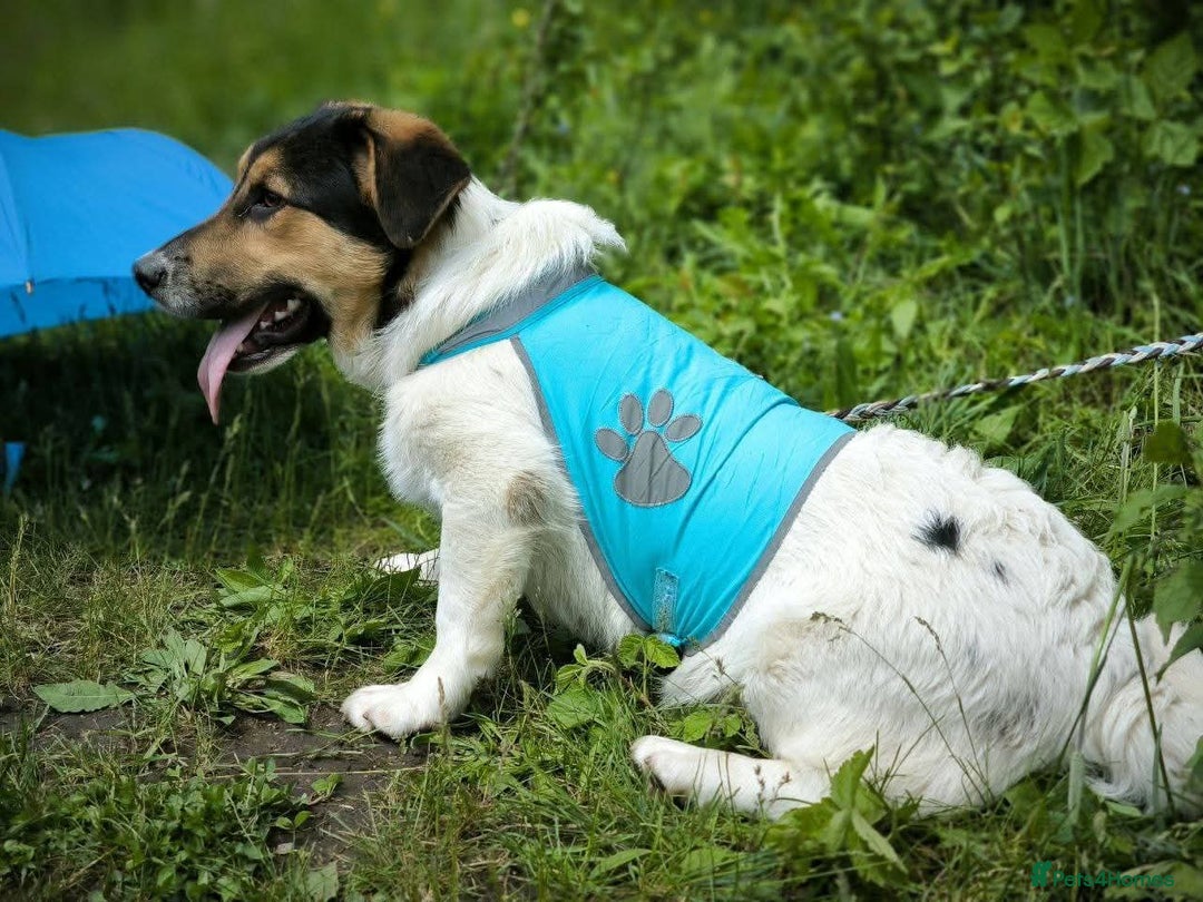Mixed Breed dogs for adoption: 💙🐶 CASPER 🐶💙 - Image 11