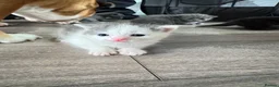 Domestic Shorthair cats for sale: Kittens - Advert 17