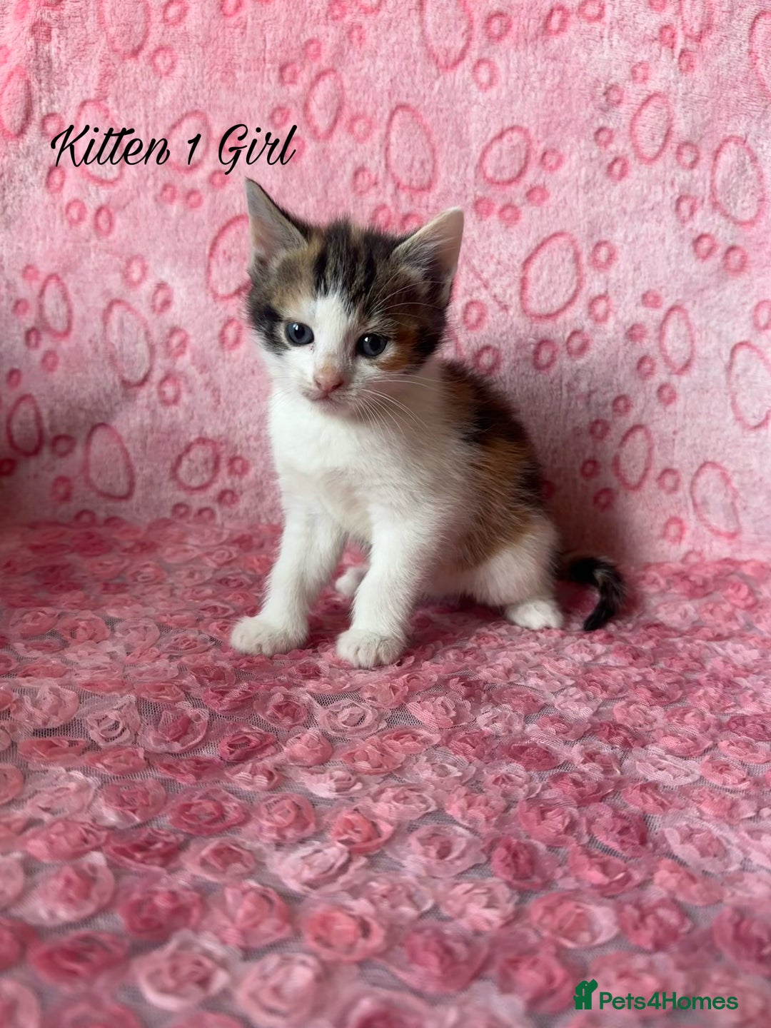 Mixed Breed cats for sale: Beautiful Calico Kittens 🥰💝 - Advert 3