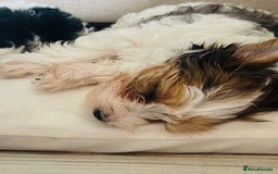 Yorkshire Terrier dogs for sale: ❤️ Beautiful merle Yorkshire terrier ready now❤️ - Image 19