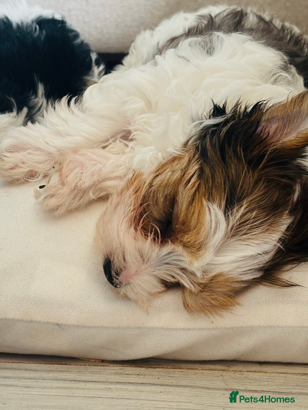 Yorkshire Terrier dogs for sale: ❤️ Beautiful merle Yorkshire terrier ready now❤️ - Image 19