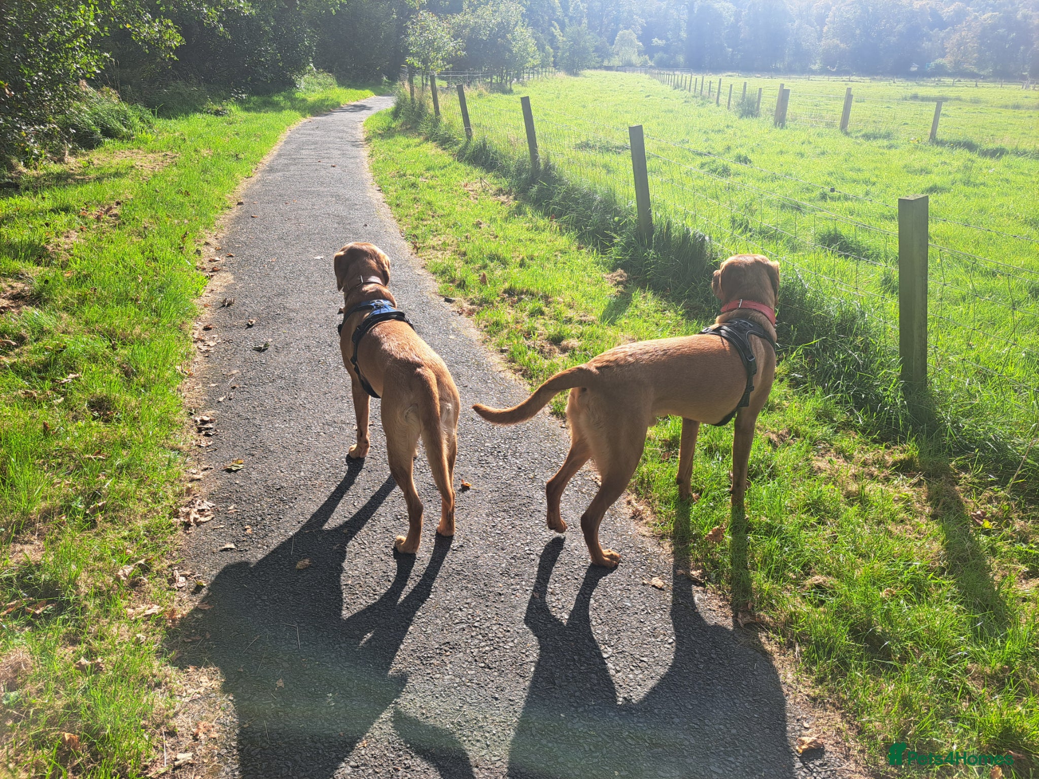 Labrador Retriever dogs for stud: STUD ONLY - Proven Fox Red Labrador  - Advert 10