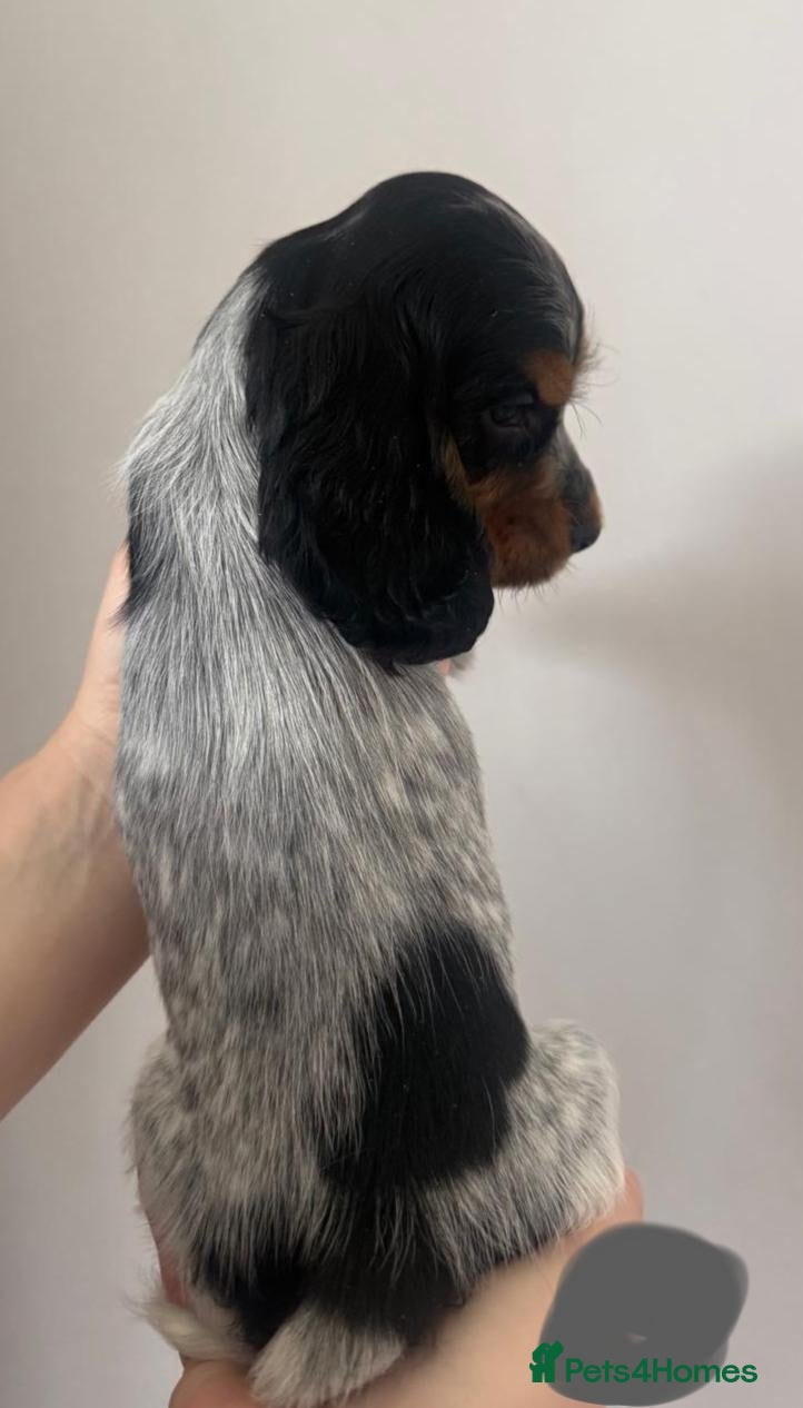 Cocker Spaniel dogs KC registered Show Type Cocker Spaniels  - Advert 2