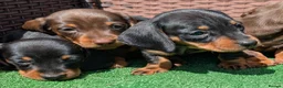 Miniature Dachshund dogs for sale: Quality KC/ PRA clear Miniature Dachshund puppies  - Advert 10