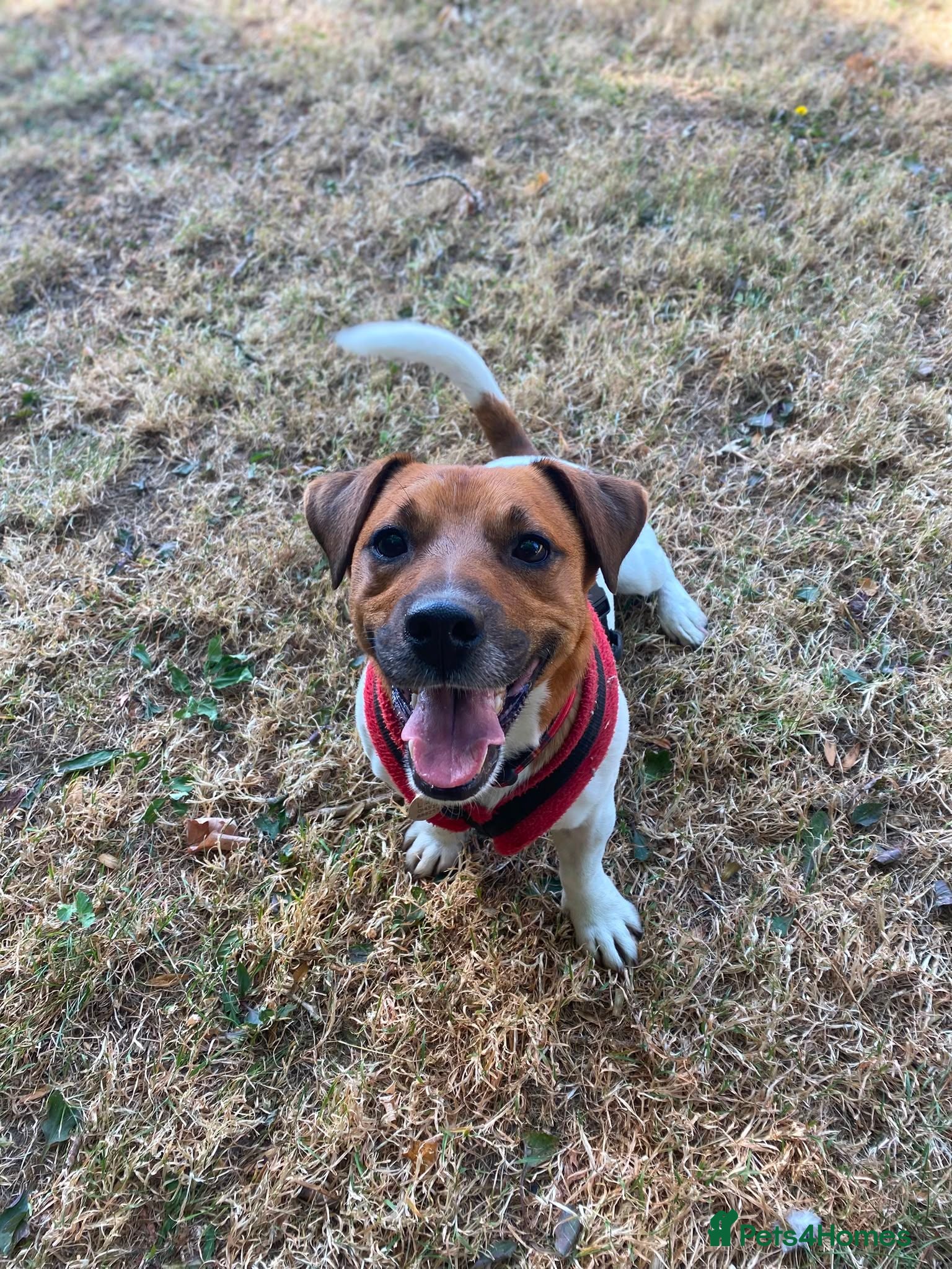 Jack Russell dogs Jasper - Advert 7