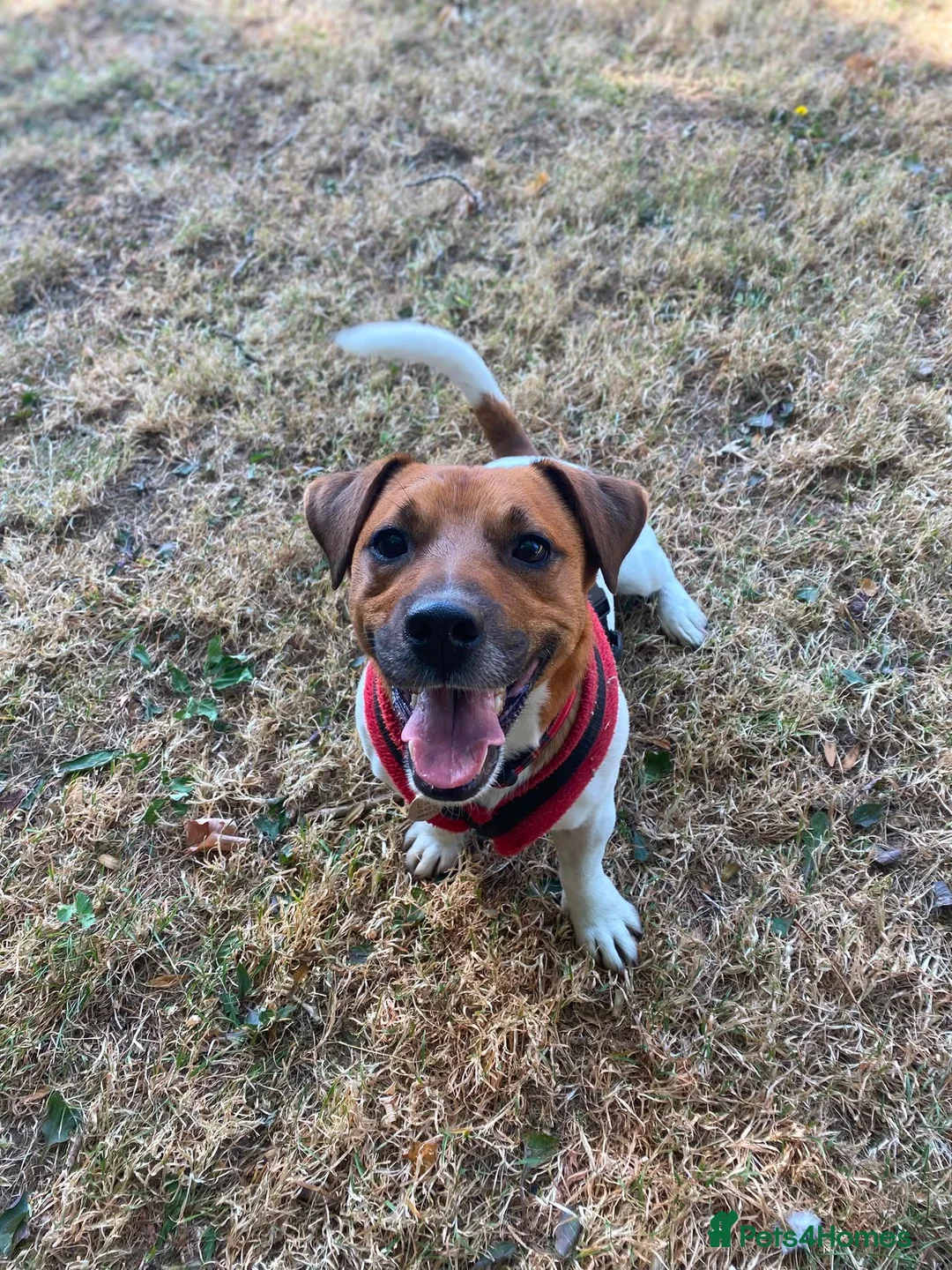 Jack Russell dogs for adoption: Jasper - Advert 1