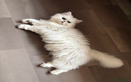 Persian cats for sale: Athena- Persian Chinchilla  - Image 3