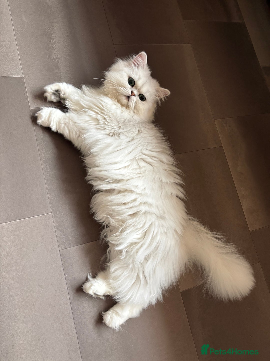 Persian cats for sale: Athena- Persian Chinchilla  - Image 3