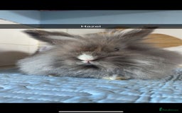 Mixed Breed rabbits for sale: Rescue Bunnies for Adoption  - Image 15