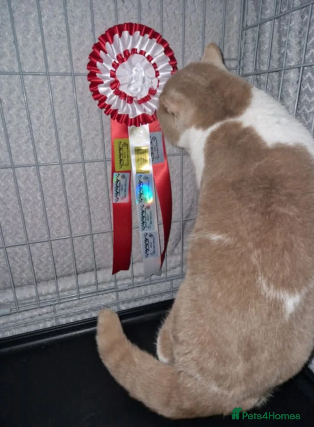 British Shorthair cats for stud: Fawn bi colour British Shorthair  - Advert 4