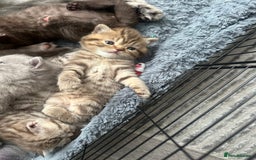 British Shorthair cats for sale: Male brown British short hair left  - Image 3