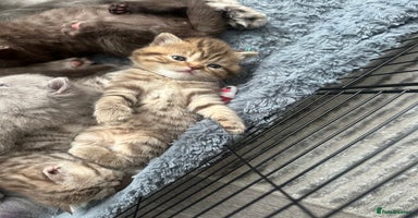British Shorthair cats - Advert 15