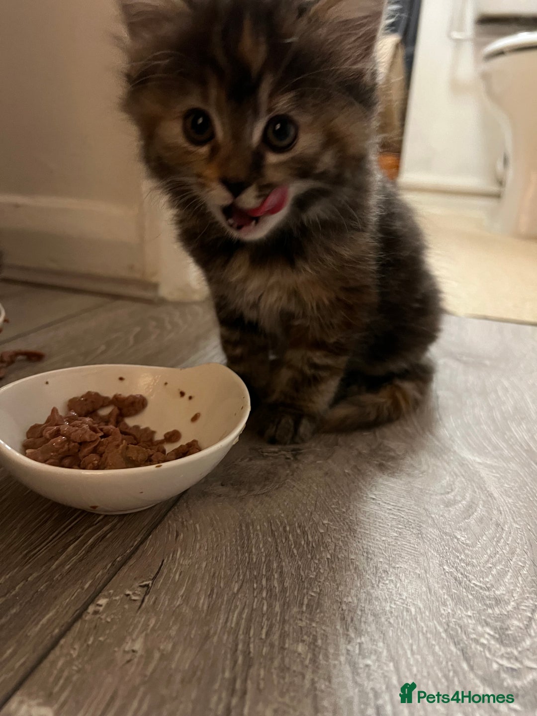 Mixed Breed cats for sale: Cheap Kittens for sale  (Ready to go asap) - Advert 4