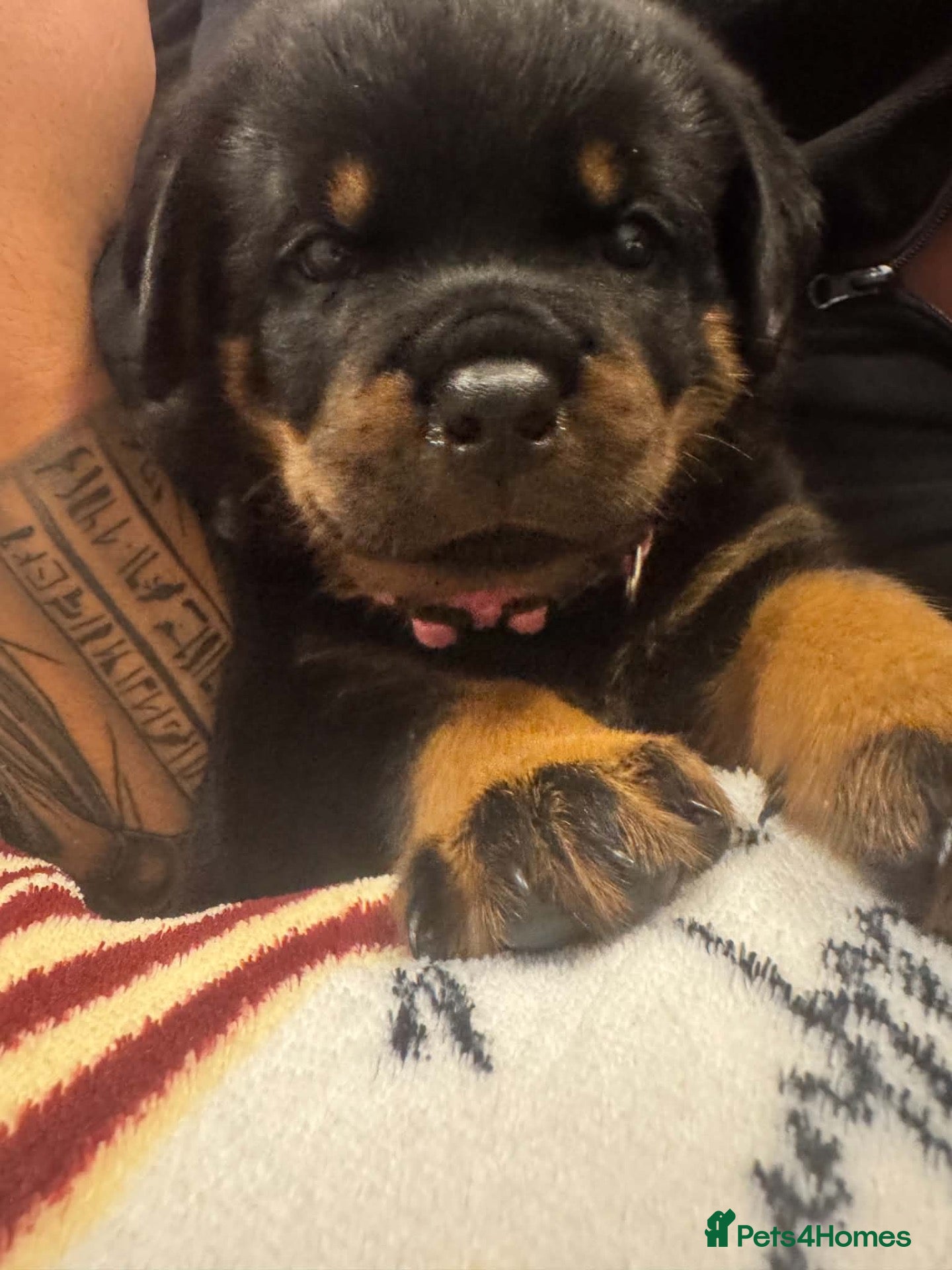 Rottweiler dogs Beautiful ROTTWEILER puppies  - Advert 2