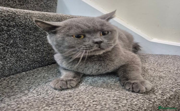 British Shorthair cats - Advert 8