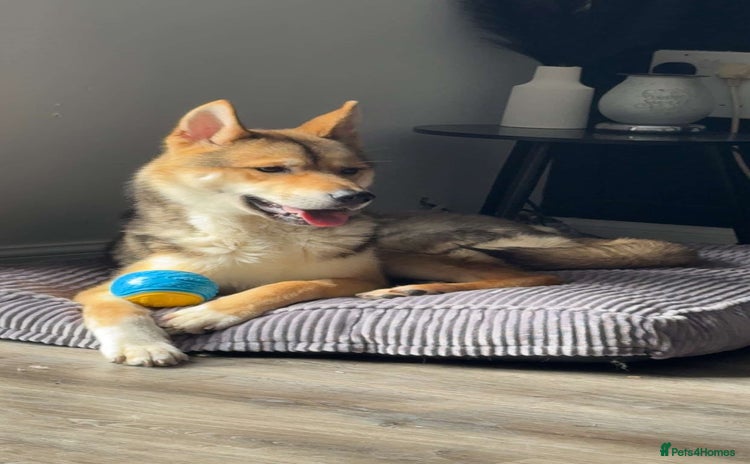 Huskita dogs - Advert 1