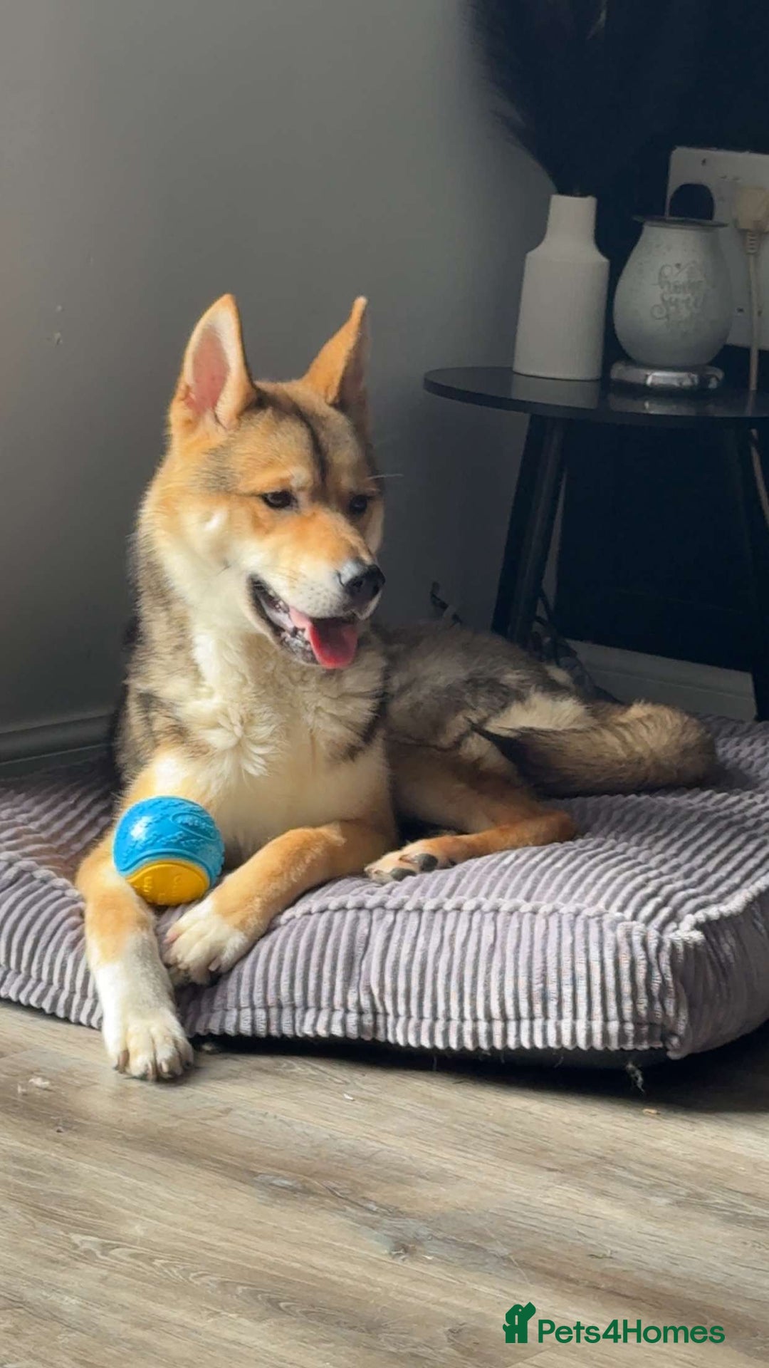 Huskita dogs for sale: Huskita for sale - Image 1