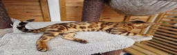 Bengal cats for stud: Bengal cat for stud, Calvin. in Peterborough - Advert 5