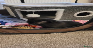 Domestic Shorthair cats - Advert 9