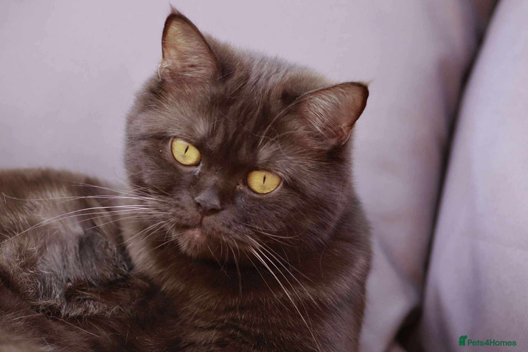 British Shorthair cats for sale: British shorthair and longhair  - Advert 2