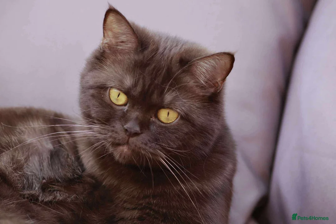 British Shorthair cats for sale: British shorthair and longhair  - Advert 20