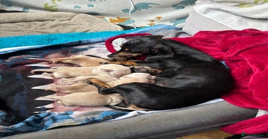 Miniature Dachshund dogs Miniature dachshund puppies  - Advert 2