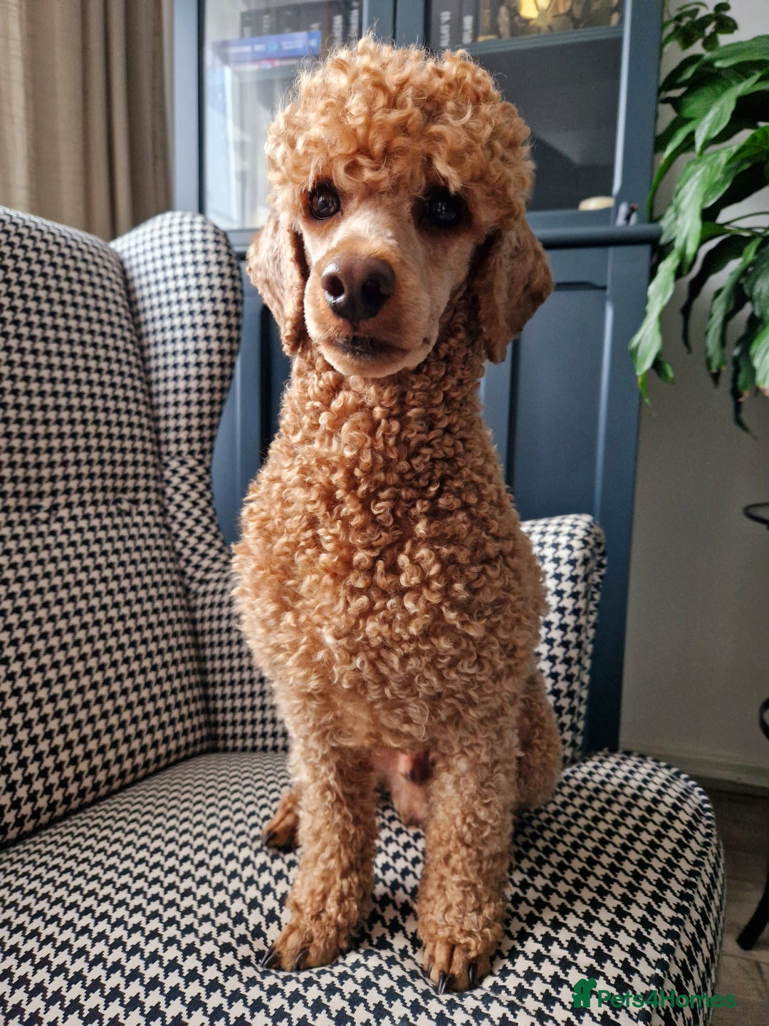 Miniature Poodle dogs for stud: ✅️DNA Test Red KC Miniature Poodle Stud Manchester in Manchester - Image 7