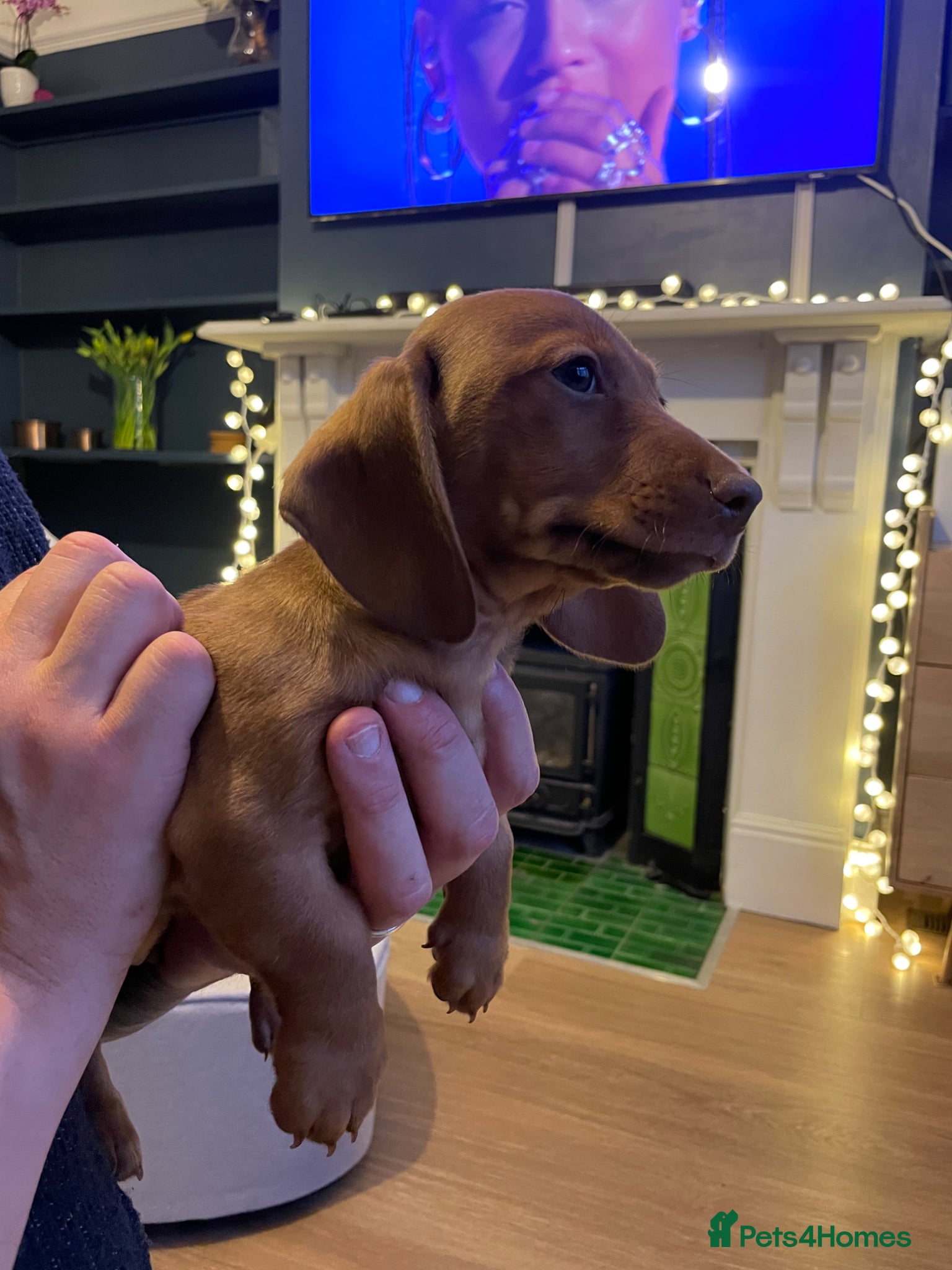 Miniature Dachshund dogs Mini Dachshund Pups ISABELLA & BLUE ISABELLA - Advert 15