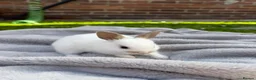 Mixed Breed rabbits for sale: Gorgeous mixed dwarf lop bunnies  - Advert 13