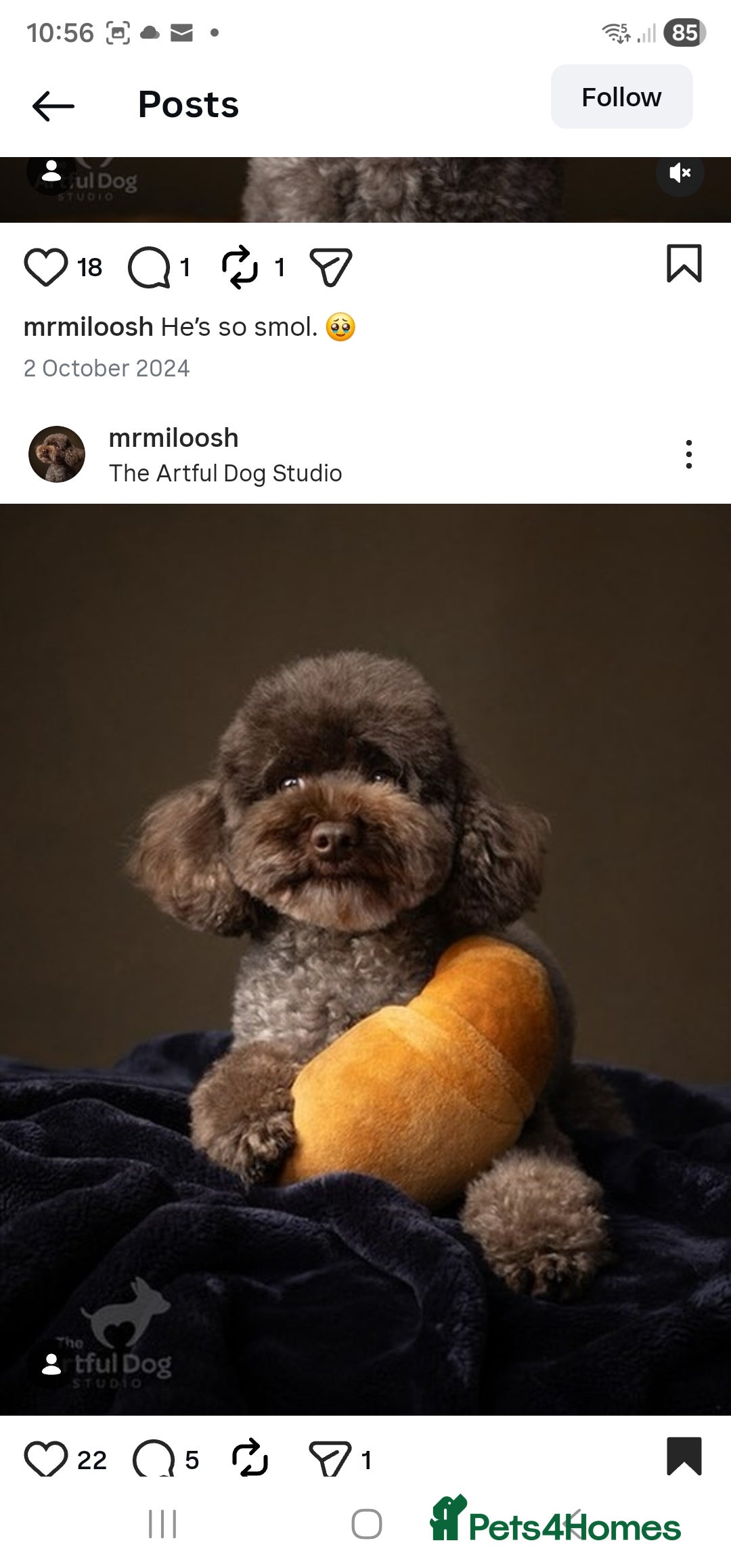 Toy Poodle dogs for sale: Chocolate Toy Poodle - Advert 6