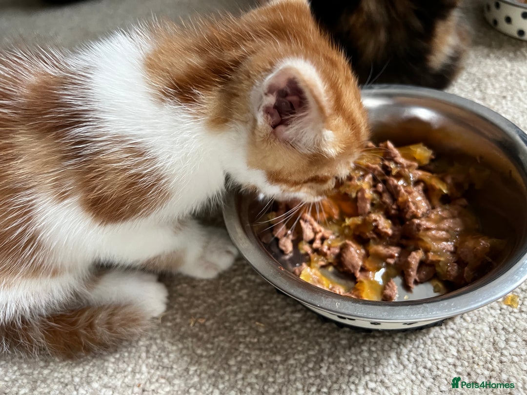 Mixed Breed cats for sale: Fluffy Mixed Breed Kittens For Sale  - Image 10