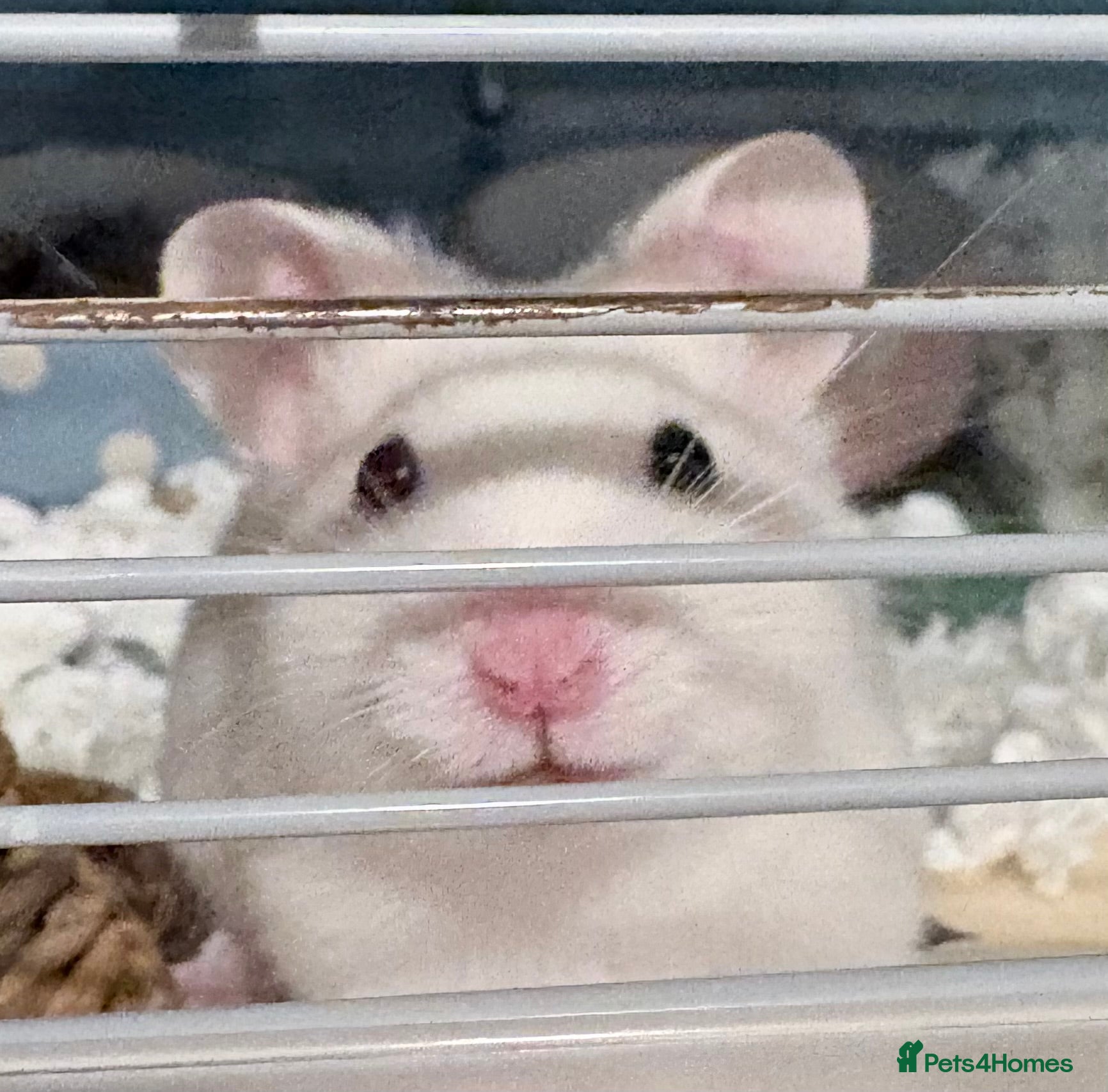 Hamster rodents for sale: Syrian hamster cage and all accessories included  - Advert 1