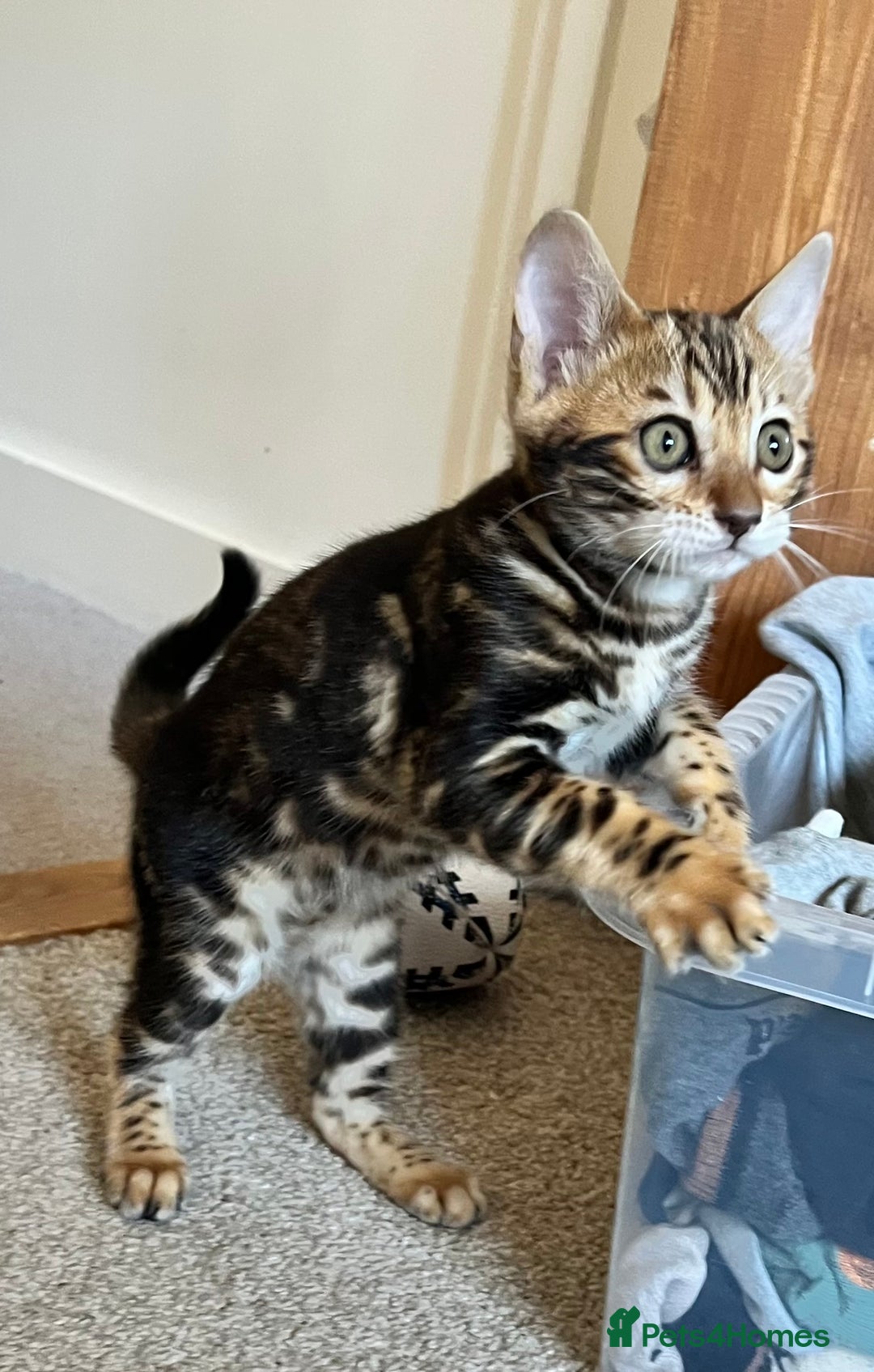 Bengal cats for sale: Beautiful rosette female Bengal kitten  in Okehampton - Image 7
