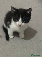 British Shorthair cats Cute Russian blue x British shorthair kittens - Advert 12