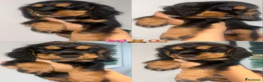 Cocker Spaniel 3