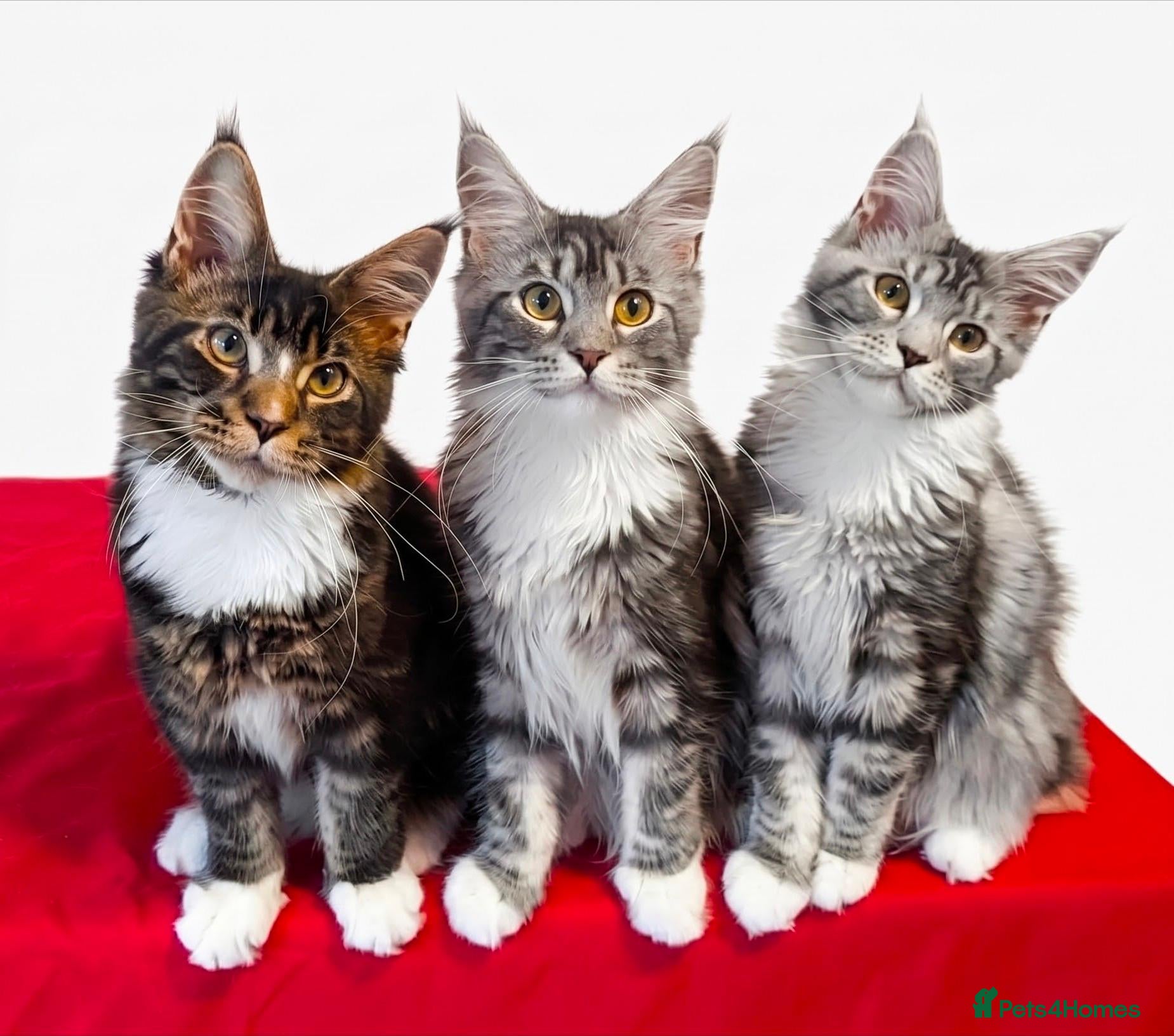 Maine Coon cats TICA Maine Coon Kittens | Champion Sired 🏆 - Advert 2