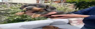 Miniature Dachshund Puppy 3