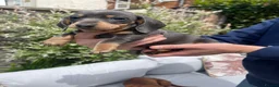 Miniature Dachshund dogs for sale: Beautiful Miniature Dachshund Puppies Ready 🐾  - Advert 7