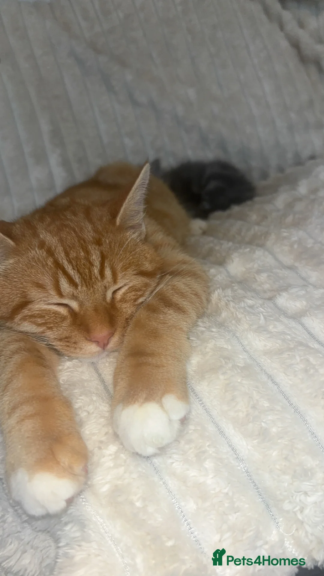 Mixed Breed cats for stud: Beautiful Ginger boy for stud - Advert 5