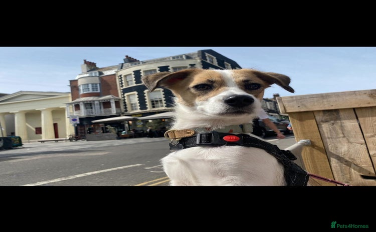 Mixed Breed dogs - Advert 1