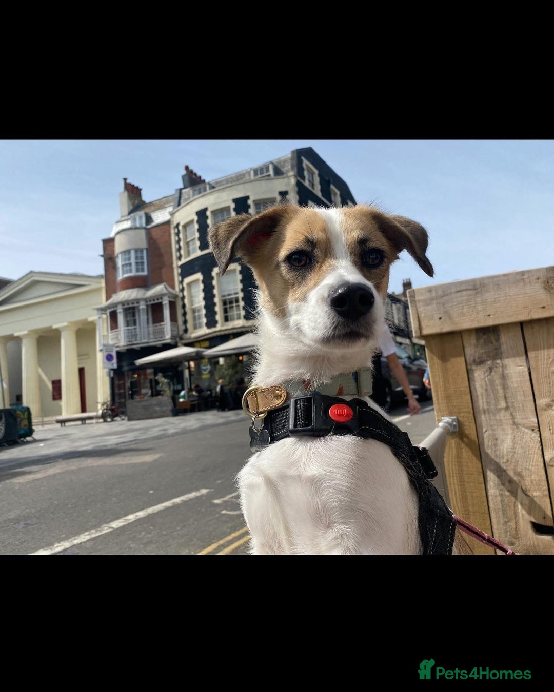 Mixed Breed dogs for sale: Poppy - Image 1