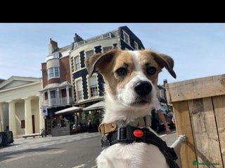 Mixed Breed dogs - Advert 3