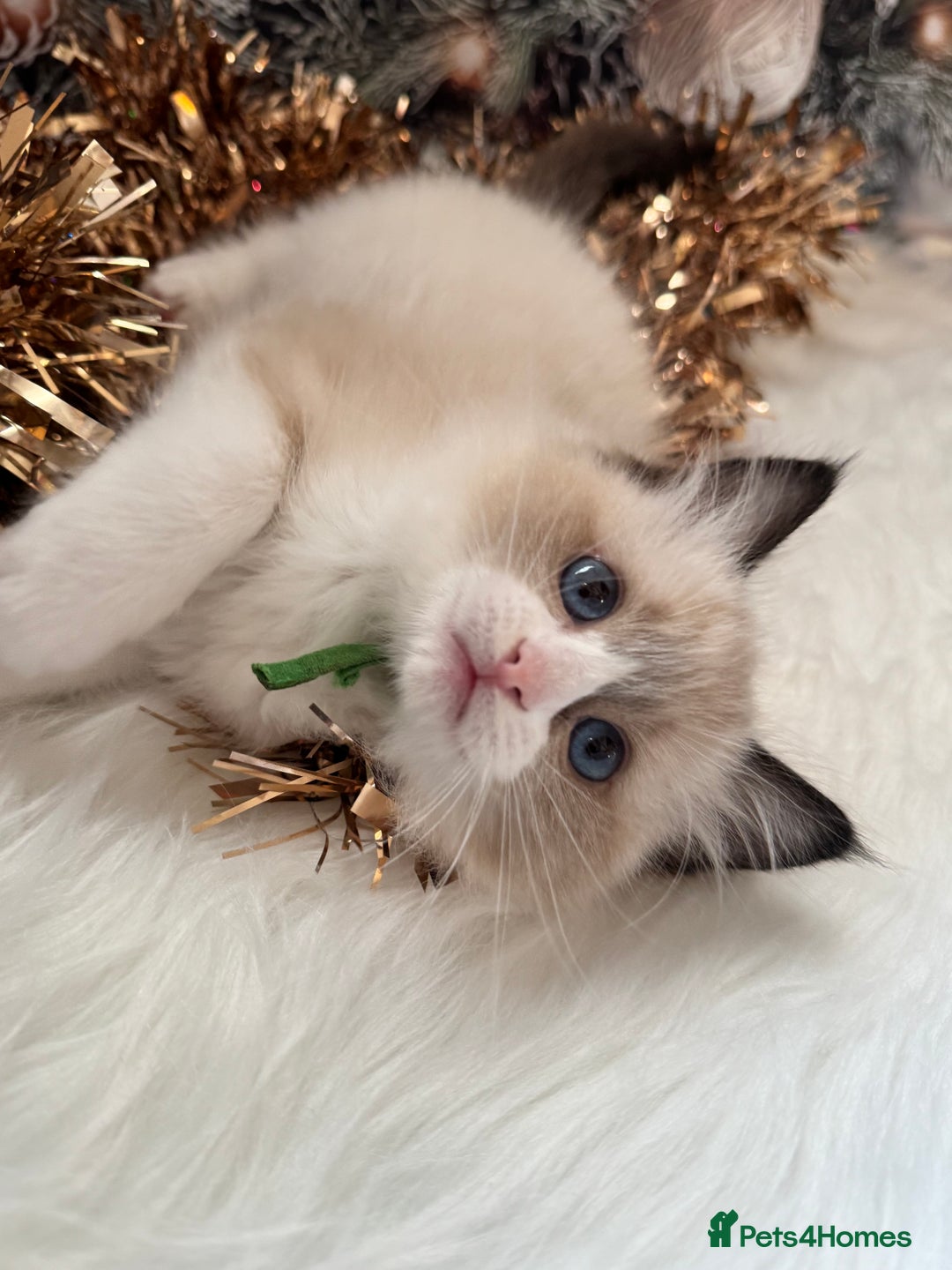 Ragdoll cats for sale: 🏆 gccf ragdoll grand champion kittens 🏆 - Advert 14