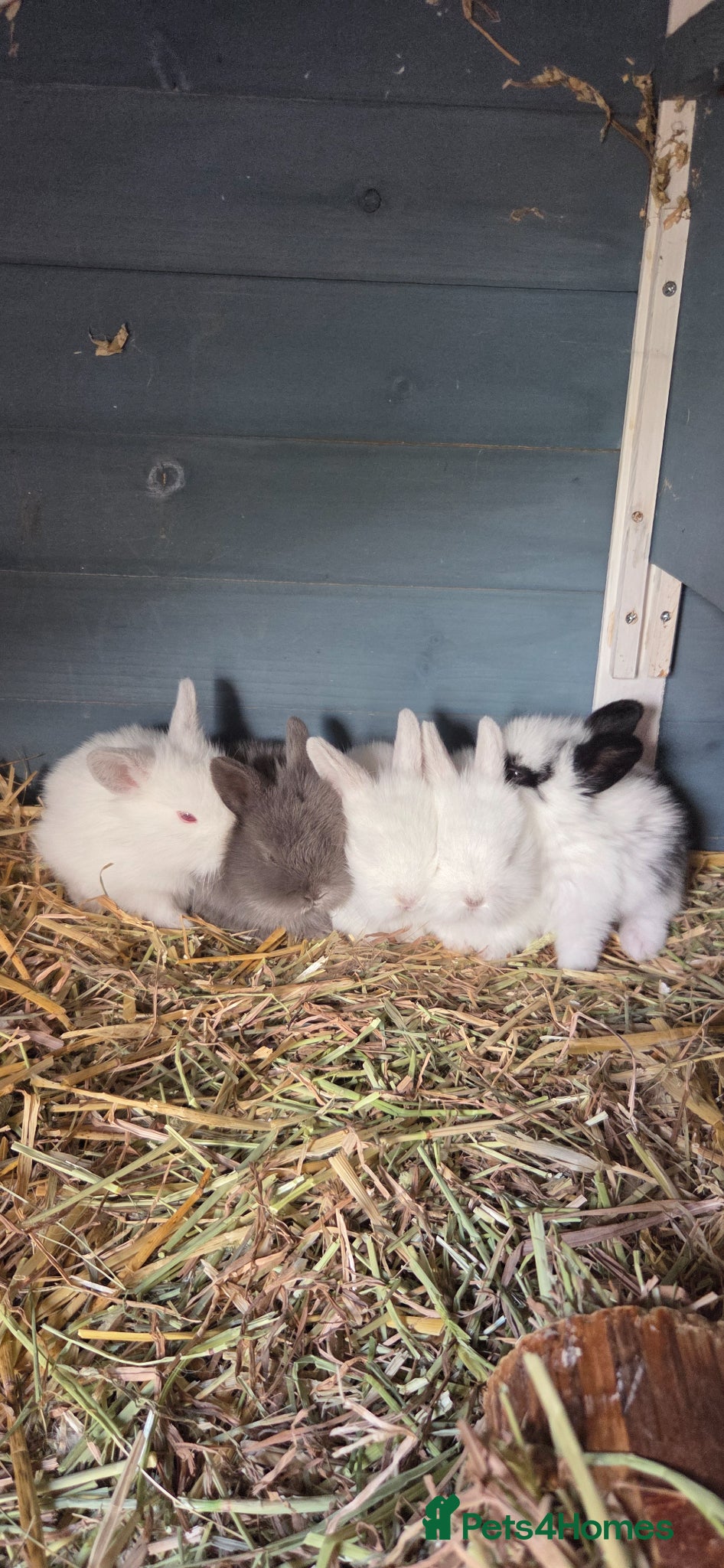 Mini Lion Lop rabbits for sale: Lionlops - Advert 2